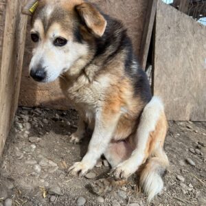 MALIK - Notfall - auf PDR PS im PLZ Bezirk 67 - ausgereist - vermittelt