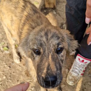 FINNY - reserviert Tierhilfe Lebenswert DR 21.10. - vermittelt
