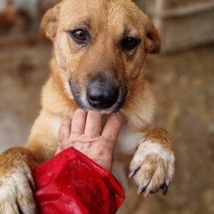 NIKITA - reserviert TST Rösrath - vermittelt