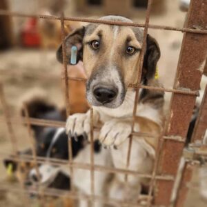 HANSY - sehr verzweifelt - reserviert TH Wannigsmühle vermittelt