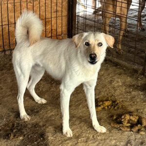 WANJO - sollte zeitnah reisen, wird bereits unsicher