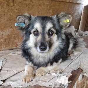 BIRDIE - reserviert SK - vermittelt