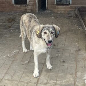 LIENNE (♀) - vermisst 04/24