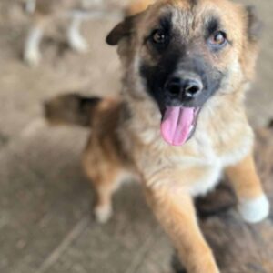 TRACY (♀) - auf PDR PS im PLZ Bezirk 97