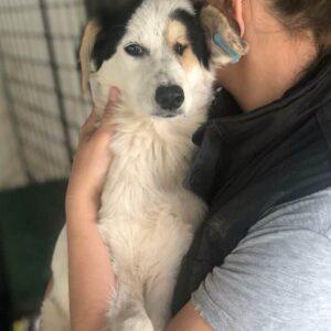 BELAMI - linkes Auge fehlt - sollte zeitnah ausreisen - reserviert Tierhilfe Lebenswert DR 17.10. - vermittelt