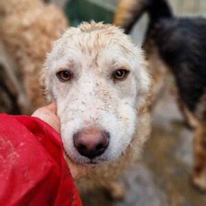 POLARIS - reserviert TST Rösrath - vermittelt