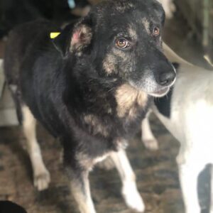 RAMIN - reserviert TH Ahrweiler vermittelt