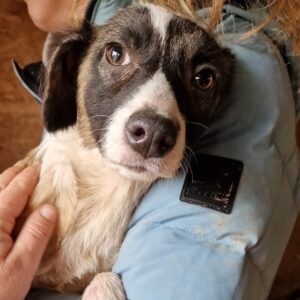 CHUNPI - ausgereist zur Tierhilfe Lebenswert