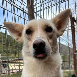 TIMMY (♂) - sollte zeitnah reisen, wird unsicher