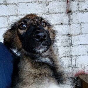 FONTANE - reserviert Mihaela DR - vermittelt