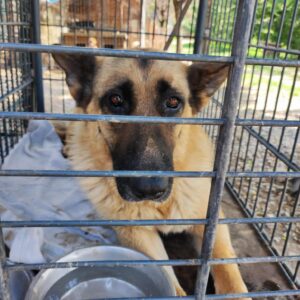 TARAH (*TARA) - vermisst 06/2022