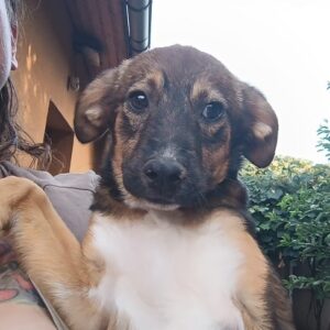 MAURO - reserviert Tierhilfe Lebenswert DR - vermittelt