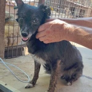 MERLY - ausgereist zum TST Rösrath