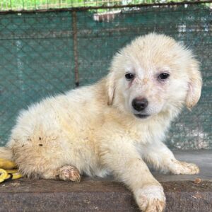 ANJI - auf PDR PS im PLZ Bezirk 64 - vermittelt