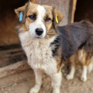 ZOLA - reserviert MD - vermittelt