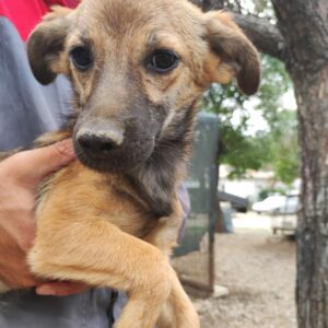 MISS HOPS - auf Pflegestelle in PLZ 7 *vermittelt*