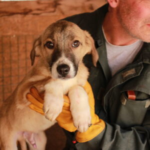 WILLOW - auf Pflegestelle in PLZ 7 vermittelt