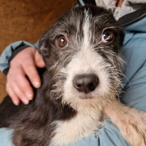 CHAPO - reserviert für Tierhilfe Lebenswert - vermittelt