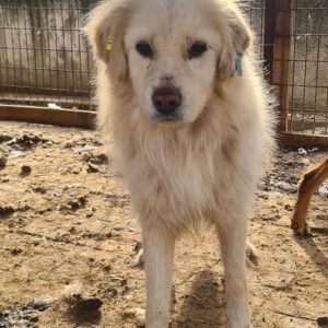 HUTCH (♂) - vermisst 11/24