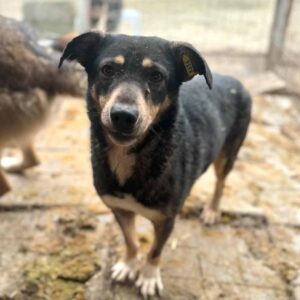 SINDY (♀) - Rute abgerissen, als Kleinste im Kennel völlig überfordert