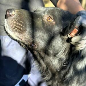 ALFI (♂) - seit mind. 2022 im Shelter - zu dünn - sollte zeitnahe reisen!