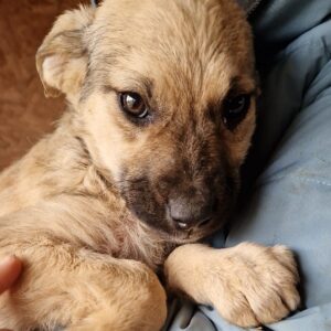 ALENA - auf PDR PS im PLZ Bezirk 21 - vermittelt