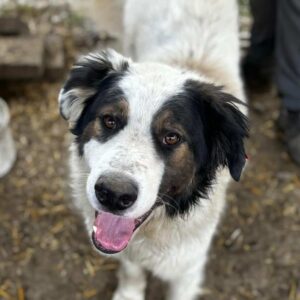 FINNJES (♂) - vor Ort vermittelt 08/24