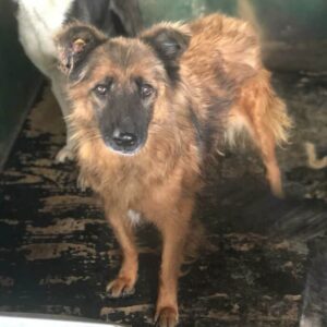 MARIFE - reserviert für Tierhilfe Lebenswert - vermittelt