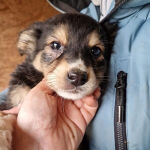 BABOU - vermisst 05/23