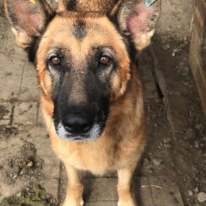 YUNA - auf Pflegestelle in PLZ 21 *vermittelt*