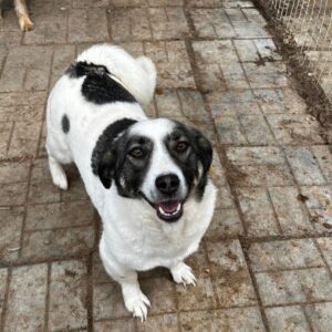 ANJUMA (♀) - ausgereist zum TST