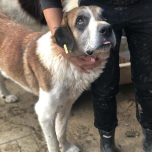 DELANO - reserviert Mit Tieren leben - vermittelt