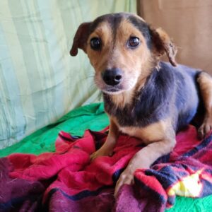 CHARIS - reserviert TST Rösrath vermittelt