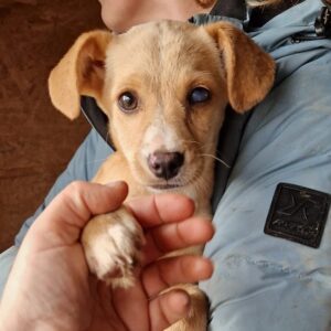 ROSINE - vermittelt LS