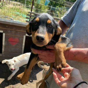 TAIMI - auf Pflegestelle in PLZ 5 vermittelt