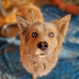 MIRAGE - reserviert Vergessene Pfoten Stuttgart vermittelt