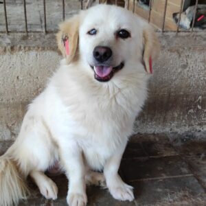 ALBUS - reserviert JW vermittelt