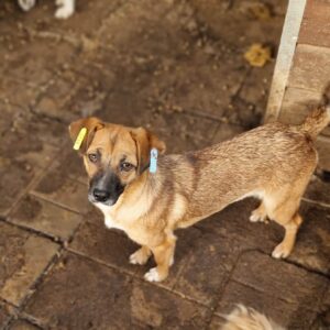 MANILA - sehr zart - reserviert für Tierhilfe Lebenswert vermittelt