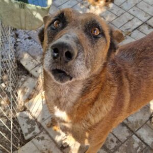 ARAXA (♀) - ausgereist zum TH Filderstadt