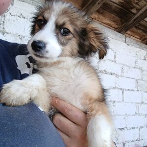 CALITO - ausgereist zur Tierhilfe Lebenswert