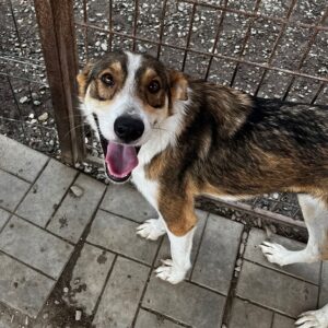 WHISKY (♀) - auf PDR PS im PLZ Bezirk 21 - vermittelt