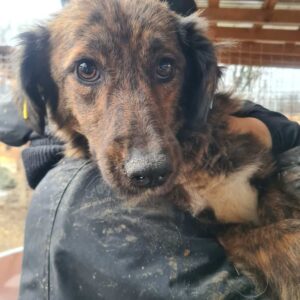 LIANNA - viel zu dünn - reserviert für NOAH Menschen für Tiere - vermittelt