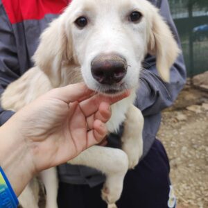 ARCHIMEDES - reserviert Hundescheune Fläming 08.09 vermittelt