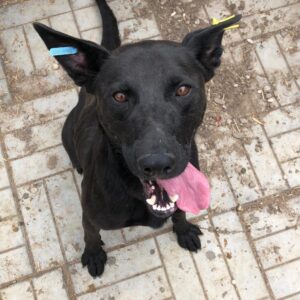 SIRIO - sehr verzweifelt - seelischer Notfall