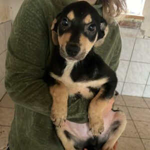 DREAMY - reserviert TH Wannigsmühle vermittelt