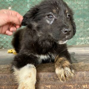 SCOOPY - vermittelt JW