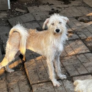 LARGO - gestresst, wird untergebuttert - ausgereist zum TST Rösrath