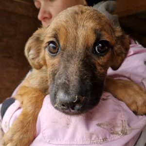 TRIXIE - vermittelt MD