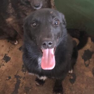 AMALA - auf Pflegestelle in PLZ 2 vermittelt