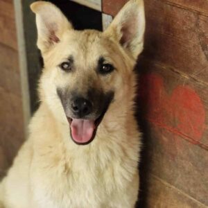 TAMMO (♂) - vermittelt BD